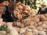 Giá dừa khô thấp nhất trong 3 năm qua