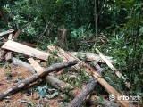 Thừa Thiên - Huế: Điều tra vụ rừng phòng hộ A Lưới bị tàn phá