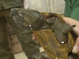 Thanh Hóa: Bắt giữ xe chở 24 cá thể tê tê, 48 cá thể rùa