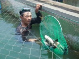 Cá bớp nuôi lồng bè chết hàng loạt tại Quảng Ngãi