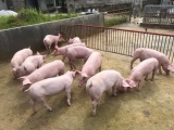Cần chung tay đưa giá lợn về mức 45.000 đồng/kg