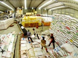 Gạo Việt Nam chiếm khoảng 15% tổng lượng gạo xuất khẩu toàn thế giới