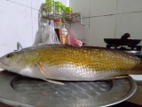 Thừa Thiên - Huế: Ngư dân câu được cá vàng óng, nghi cá sủ vàng quý hiếm