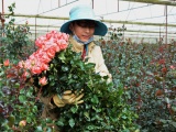 Hoa hồng Đà Lạt bất ngờ tăng giá gấp 2 - 3 lần