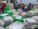 Nghệ An: Ngư dân Quỳnh Lưu trúng đậm cá hố xuất khẩu