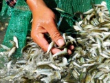 Nông dân ĐBSCL được mùa cá linh