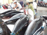 Xuất khẩu cá ngừ sang Trung Đông tăng mạnh