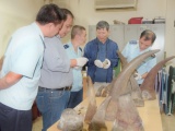 Phát hiện gần 34kg sừng tê giác vận chuyển từ Nam Phi về Việt Nam