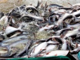 Giá cá tra nguyên liệu tăng cao