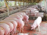 Giá lợn hơi hôm nay (20/10): Tiếp tục giảm trên diện rộng