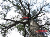 Vĩnh Long: Có hay không những chuyện kỳ bí xung quanh cây sao 700 tuổi?