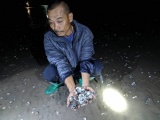 Quảng Ninh: Hàng trăm tấn ngao chết hàng loạt tại bãi triều Hải Hà