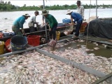 Tiền Giang: Hơn 160 tấn cá bè chết chưa rõ nguyên nhân