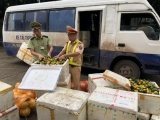 Quảng Ninh: Vận chuyển trái phép gần 1,4 tấn hoa quả