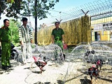 Triệt phá trường gà lớn nhất từ trước đến nay tại Thừa Thiên - Huế