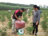 Nghệ An: Nông dân trồng ớt chỉ thiên lãi hơn 130 triệu/ha