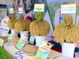 Công bố logo thương hiệu gạo Việt Nam vào tháng 12