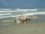 Quảng Trị: Cá voi nặng hơn 10 tấn dạt vào bờ biển nam Cửa Việt