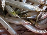 Thương lái thu mua cá lìm kìm với giá cao bất thường tại Cà Mau