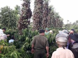 Đắk Lắk: Điều tra vụ hơn 700 trụ tiêu của hai hộ dân bị hủy hoại