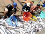 Giá cá tra nguyên liệu tăng cao kỷ lục