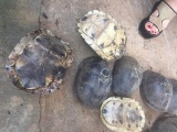 Kon Tum: Điều tra làm rõ vụ vận chuyển gần 500 kg rùa, rắn quý hiếm