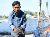 Quảng Nam: Cả ba hồ tôm chết trắng chỉ sau 1 đêm, nghi do bị đầu độc