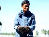 Quảng Nam: Hơn 10 vạn con tôm nuôi bất ngờ chết trắng hồ