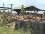 Đắk Lắk: Bãi tập kết gỗ không rõ nguồn gốc 'nấp' trong lò than