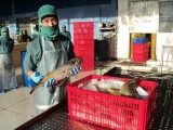 Quảng Ngãi: Doanh nghiệp đề nghị thu mua cá nóc để chế biến, xuất khẩu