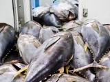 Xuất khẩu cá ngừ Việt Nam sang Canada tăng mạnh