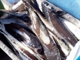 Khánh Hòa: Vì sao cá bớp lồng bè chết hàng loạt?