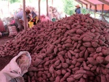 Giá khoai lang tại Kiên Giang giảm sâu, người trồng lỗ nặng