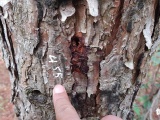 Khởi tố vụ hàng trăm cây thông tại Lâm Đồng bị đầu độc