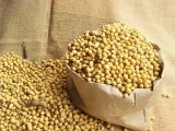 Mỹ muốn xuất khẩu 3.000 tấn đậu khô vào Việt Nam trong năm 2019