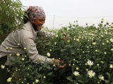 Hà Nội: Cúc hoạ mi vào mùa, nông dân Nhật Tân thu về cả trăm triệu đồng