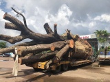 Bình Định: Tạm giữ xe đầu kéo chở cây đa sộp 'siêu khủng'