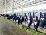Vinamilk tiên phong sản xuất sữa A2 tại Việt Nam