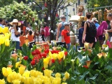TP.HCM: Sẽ tổ chức chợ Hoa Tết tại 3 công viên lớn của thành phố