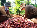 Xuất khẩu cà phê sang nhiều thị trường tăng đột biến