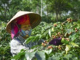 Điện Biên: Cà phê Mường Ảng mất mùa, mất giá