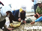 Nghệ An: Ngao, hàu sắp thu hoạch bỗng chết hàng loạt