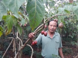 Lâm Đồng: Cà chua thân gỗ rơi vào cảnh ế ẩm