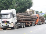Quảng Nam: Bắt giữ 4 xe container vận chuyển hàng chục cây 'khủng'