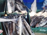 Cá bớp nuôi lồng bè ở Lý Sơn chết hàng loạt