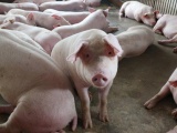 Hà Nội xuất hiện 6 ổ dịch bệnh lở mồm long móng ở lợn