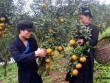 Tuần lễ giới thiệu cam, quýt đặc sản sắp diễn ra tại Hà Nội