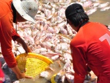 Đồng Nai: Người dân La Ngà nhận 12,3 tỷ đồng sau vụ cá chết trắng bè