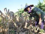 Nghệ An: Ồ ạt trồng cây nghệ, nông dân thất thu vì giá quá thấp