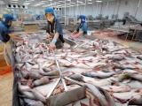 Xuất khẩu cá tra sang thị trường ASEAN tăng mạnh 